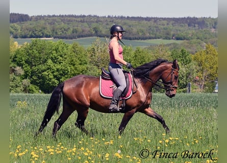 PRE Mix, Klacz, 5 lat, 162 cm, Gniada