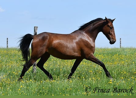 PRE Mix, Klacz, 5 lat, 162 cm, Gniada