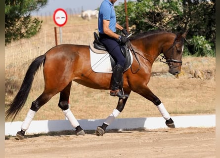 PRE Mix, Klacz, 5 lat, 162 cm, Gniada