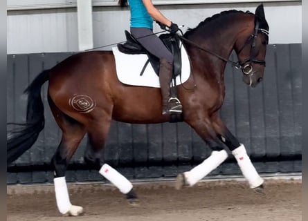 PRE Mix, Klacz, 5 lat, 164 cm, Gniada