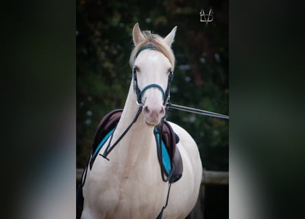 PRE Mix, Klacz, 5 lat, 165 cm, Cremello