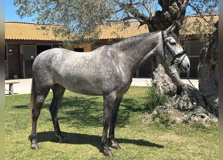 PRE, Klacz, 5 lat, 165 cm, Siwa