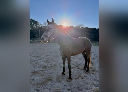 PRE Mix, Klacz, 5 lat, 165 cm, Siwa