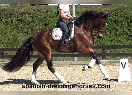 PRE Mix, Klacz, 5 lat, 167 cm, Gniada
