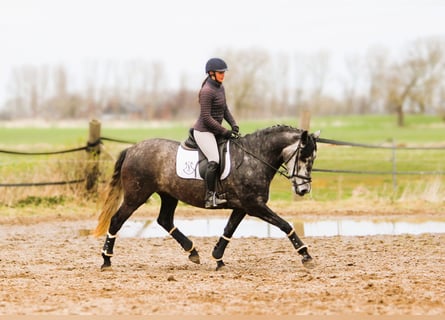 PRE Mix, Klacz, 5 lat, 167 cm, Siwa