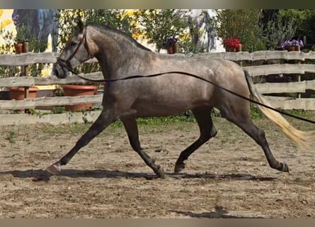 PRE Mix, Klacz, 5 lat, 171 cm, Formy Brown Falb
