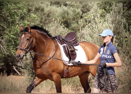 PRE, Klacz, 6 lat, 160 cm, Gniada