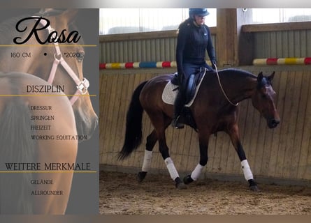 PRE Mix, Klacz, 6 lat, 160 cm, Gniada