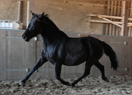 PRE, Klacz, 6 lat, 160 cm, Kara