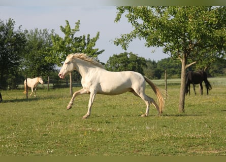 PRE Mix, Klacz, 6 lat, 160 cm, Perlino