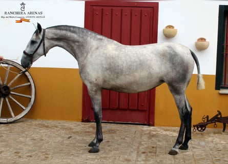 PRE, Klacz, 6 lat, 160 cm, Siwa