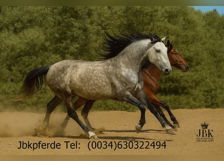 PRE Mix, Klacz, 6 lat, 160 cm, Siwa