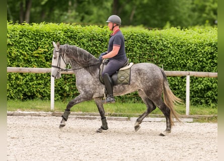 PRE Mix, Klacz, 6 lat, 160 cm, Stalowosiwy