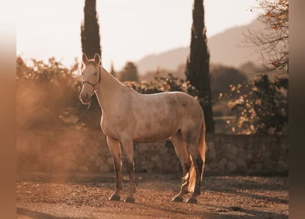 PRE Mix, Klacz, 6 lat, 162 cm, Siwa