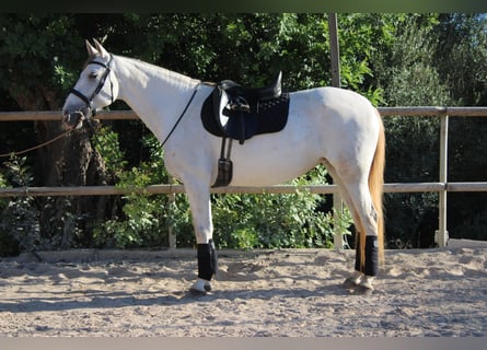 PRE Mix, Klacz, 6 lat, 162 cm, Siwa