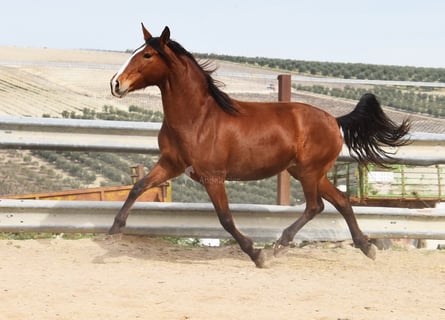 PRE, Klacz, 6 lat, 166 cm, Gniada