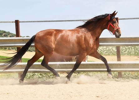 PRE, Klacz, 6 lat, 167 cm, Gniada
