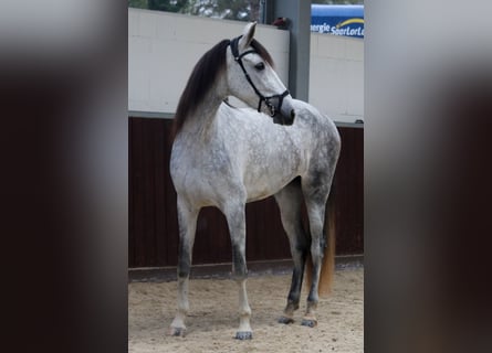 PRE Mix, Klacz, 6 lat, 173 cm, Siwa