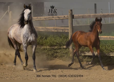 PRE Mix, Klacz, 6 lat, Siwa