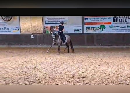 PRE, Klacz, 7 lat, 152 cm, Siwa