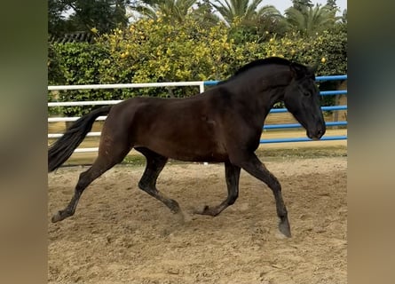 PRE Mix, Klacz, 7 lat, 163 cm, Kara