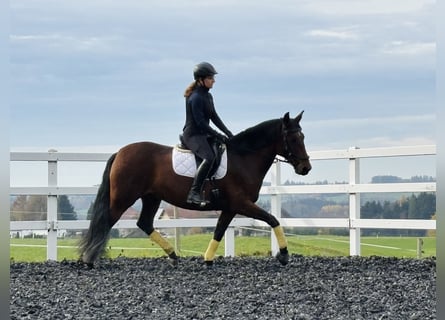 PRE, Klacz, 7 lat, 164 cm, Gniada