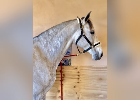 PRE, Klacz, 7 lat, 166 cm, Siwa
