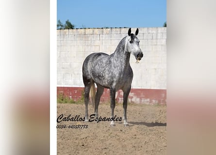 PRE, Klacz, 7 lat, 168 cm, Siwa