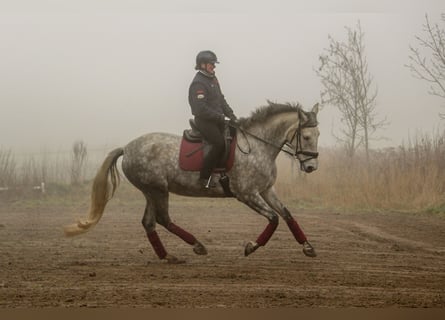 PRE Mix, Klacz, 7 lat, 170 cm, Siwa