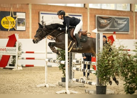 PRE, Klacz, 8 lat, 149 cm, Gniada