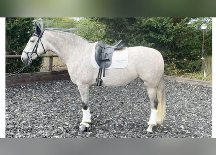 PRE Mix, Klacz, 8 lat, 162 cm, Siwa