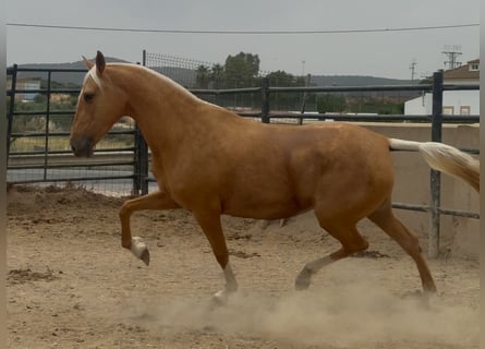 PRE Mix, Klacz, 8 lat, 167 cm, Izabelowata