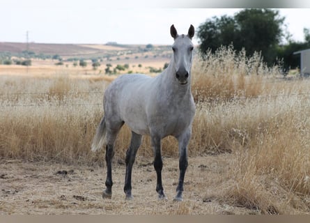 PRE Mix, Klacz, 9 lat, 157 cm, Siwa