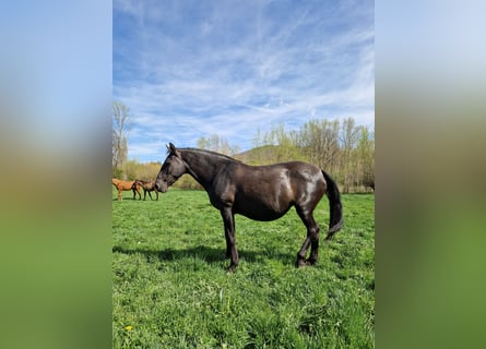 PRE, Klacz, 9 lat, 158 cm, Kara