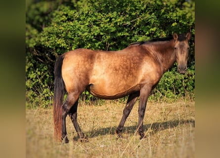 PRE Mix, Klacz, 9 lat, 159 cm, Gniada