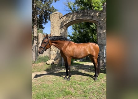 PRE Mix, Klacz, 9 lat, 166 cm, Gniada
