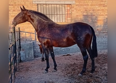 PRE Mix, Klacz, 9 lat, 168 cm, Ciemnogniada
