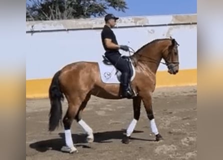 PRE Mix, Klacz, 9 lat, 170 cm, Gniada