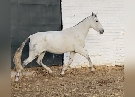 PRE, Klacz, 9 lat, 171 cm, Siwa