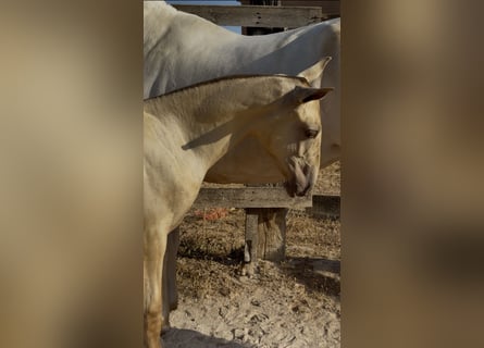 PRE, Klacz, Źrebak (03/2026), 140 cm, Siwa