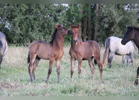 PRE, Klacz, , Gniada