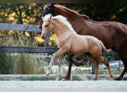 PRE, Klacz, Źrebak (02/2026), Izabelowata