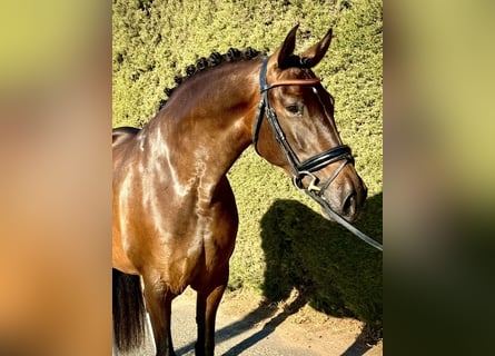 PRE Mix, Mare, 10 years, 15.2 hh, Brown