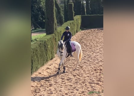 PRE, Mare, 10 years, 15,2 hh, Gray