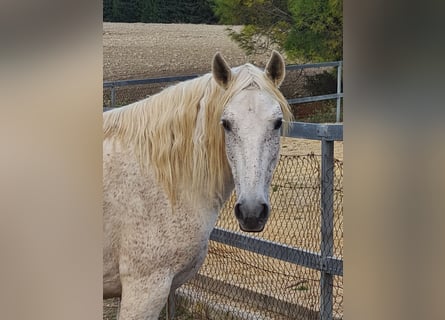 PRE, Mare, 10 years, 15,2 hh, Gray-Fleabitten