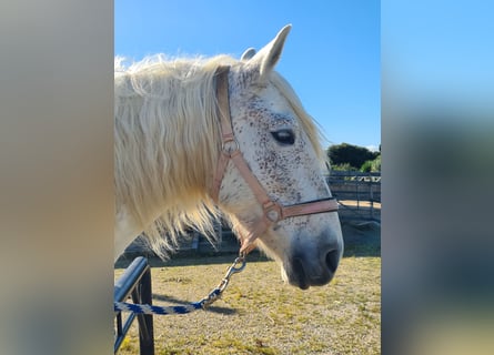 PRE, Mare, 10 years, 15,2 hh, Gray-Fleabitten