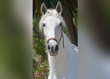 PRE, Mare, 10 years, 15,2 hh, Gray-Fleabitten