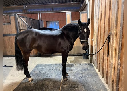 PRE Mix, Mare, 10 years, 15 hh, Bay-Dark