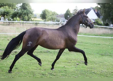 PRE Mix, Mare, 10 years, 15,2 hh, Brown