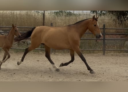 PRE Mix, Mare, 10 years, 15,2 hh, Brown-Light